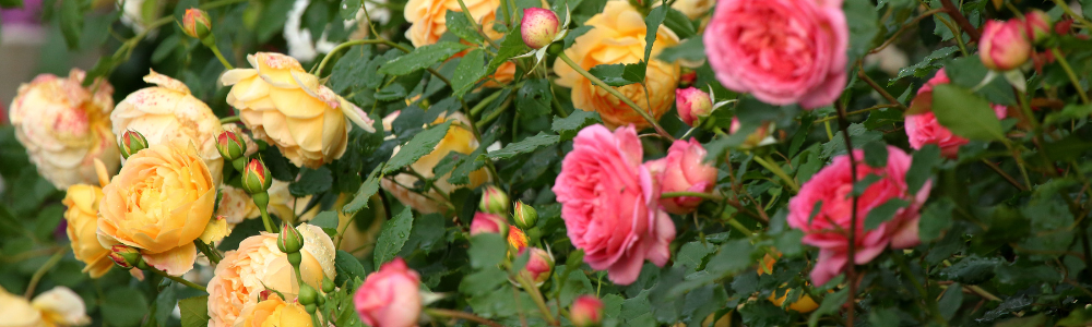 Róże w ogrodzie