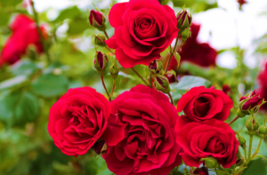 Jak dbać o róże w ogrodzie i czym je nawozić?  