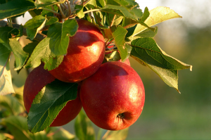 Opryski jabłoni – kiedy i czym pryskać jabłoń?
